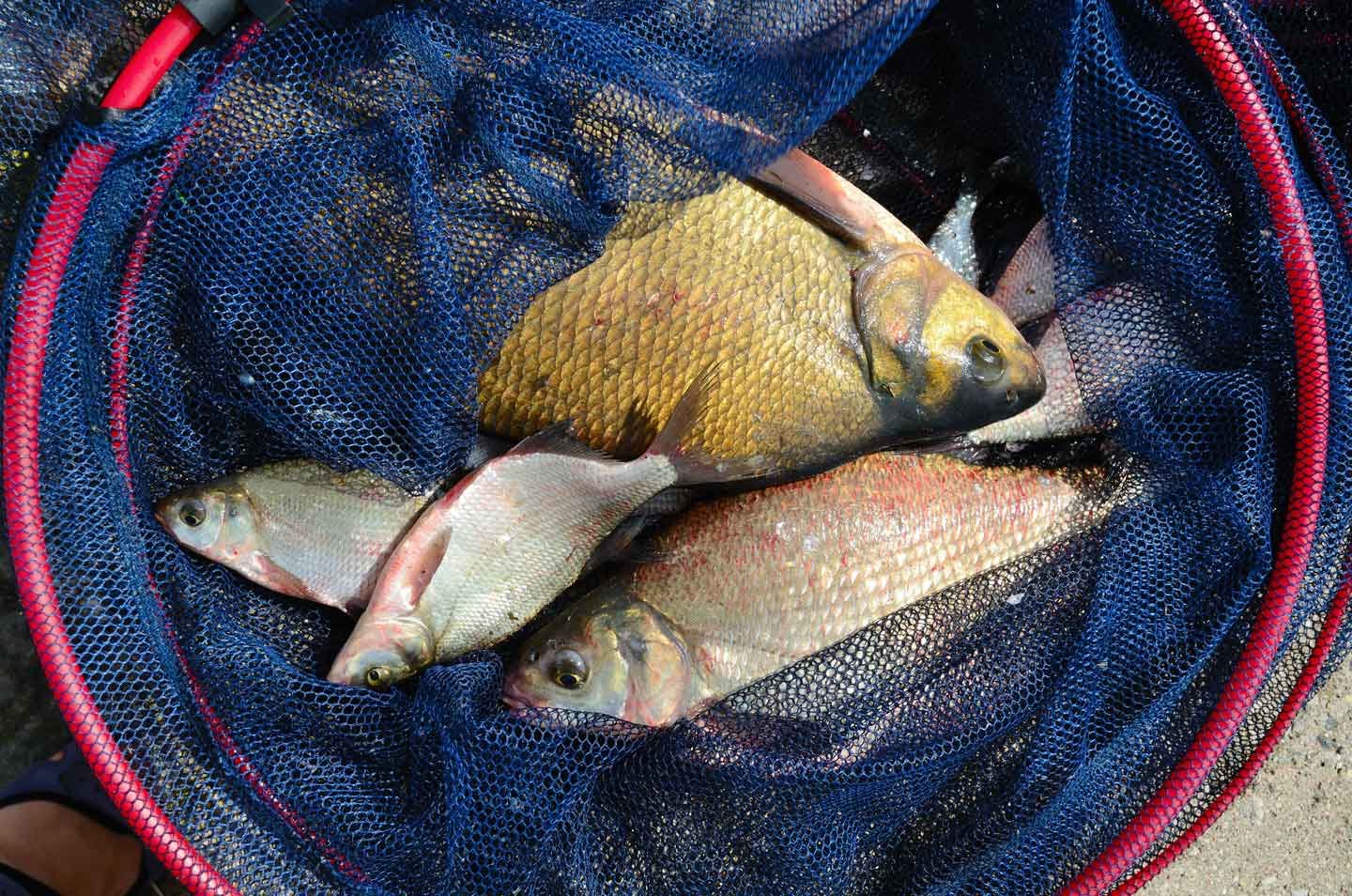 catching-a-big-fish-e1634221627405.jpg catching-a-big-fish-e1634221627405.jpg