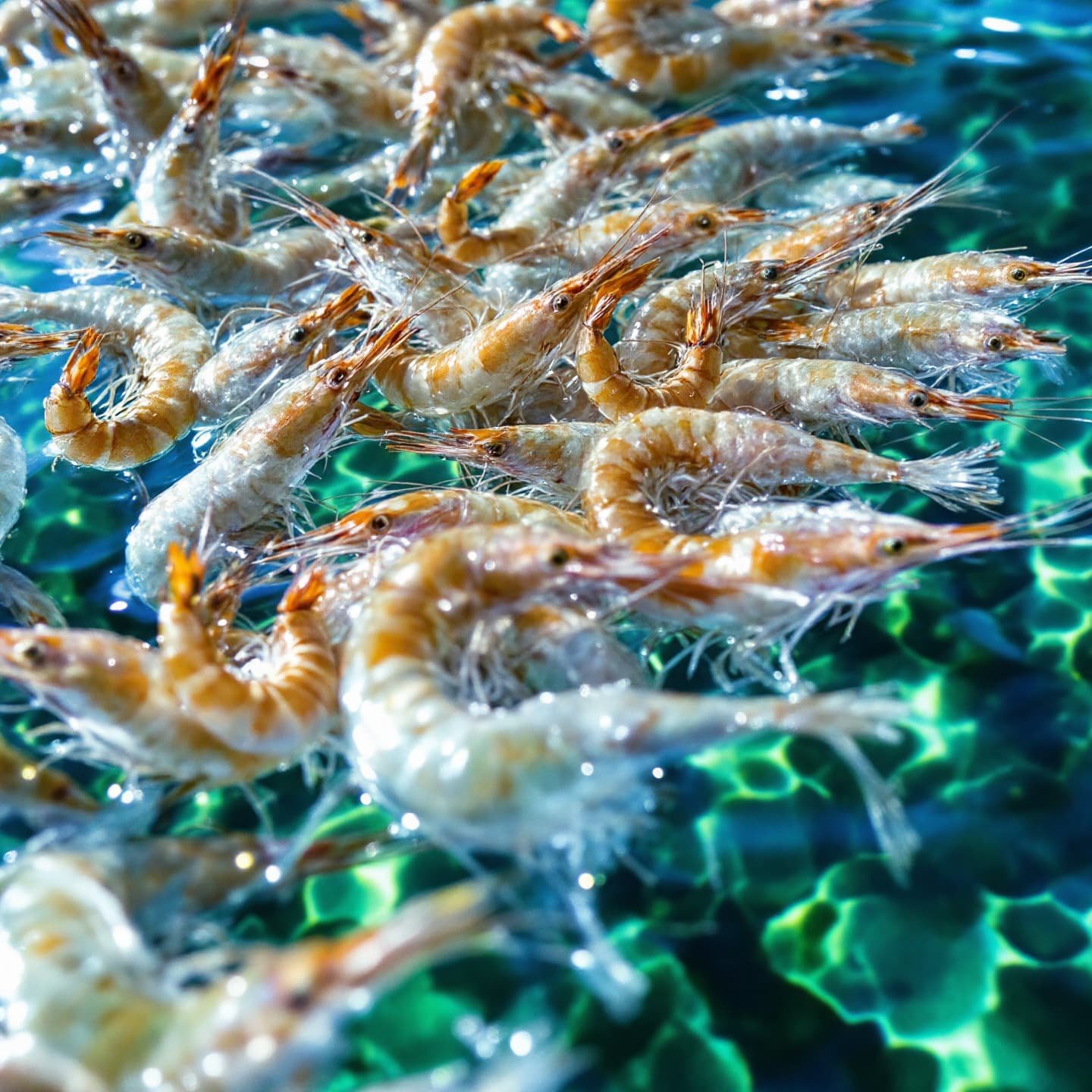 vWm2mozgo2ipmDCoO7gP0